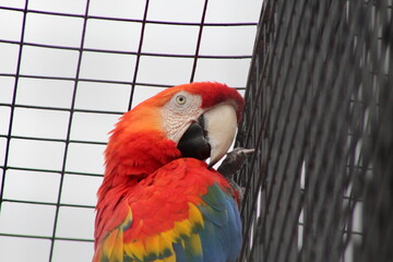 scarlet macaw parrot