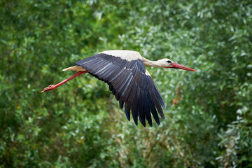 White Stork in flight ( Ciconia ciconia )