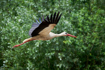 White Stork in flight ( Ciconia ciconia )