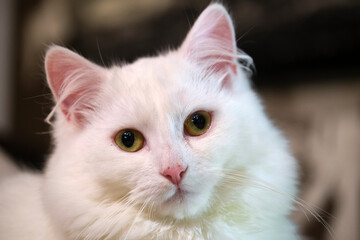 portrait of a white cat with yellow eyes blur background color