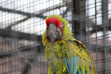 red and yellow macaw
