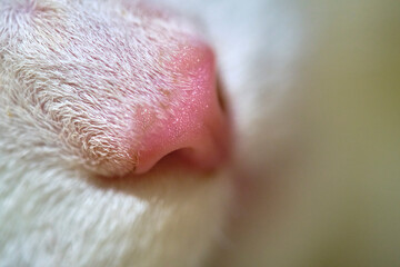 nose cat close-up low light macro color