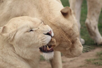 lion cub and lioness
