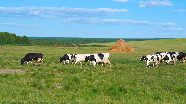a herd of cows grazing in a meadow near the hayloft