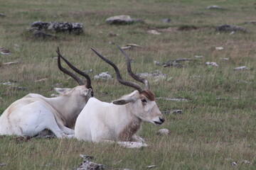 antelope in the savannah