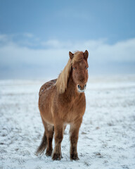 An icelandic horse in iceland winter cold snow