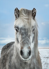 Close portrait of an icelandic horse in winter under snow