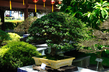 PUTRAJAYA, MALAYSIA -MAY 30, 2016: Bonsai tree display for public in Royal Floria Putrajaya garden in Putrajaya, Malaysia.