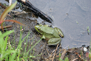 June bull frog in a mountain pond
