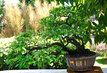 PUTRAJAYA, MALAYSIA -MAY 30, 2016: Bonsai tree display for public in Royal Floria Putrajaya garden in Putrajaya, Malaysia.