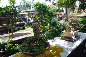 Fototapeta na wymiar PUTRAJAYA, MALAYSIA -MAY 30, 2016: Bonsai tree display for public in Royal Floria Putrajaya garden in Putrajaya, Malaysia.