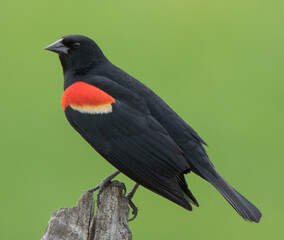 red winged blackbird