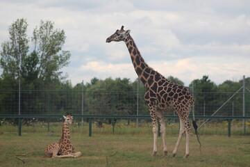 giraffe in the savannah