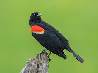 red winged blackbird