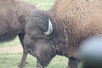 american bison buffalo