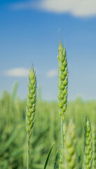 green wheat cereal harvest concept farm land scenic view with blurred nature background space vertical format picture