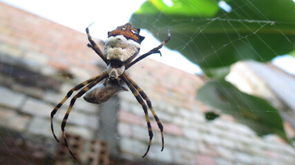 ARAÑA DEL HUERTO SPIDER