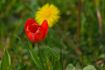 red tulip in the garden