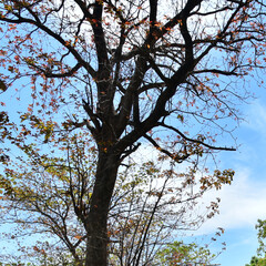  tree with red leaves and blue sky