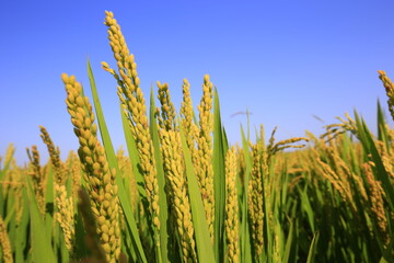 Obraz premium The autumn rice fields