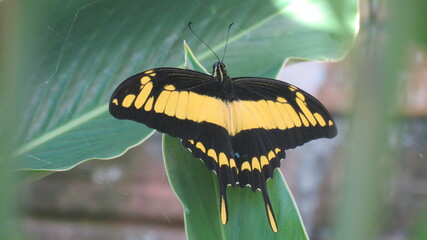 Fototapeta premium MARIPOSA