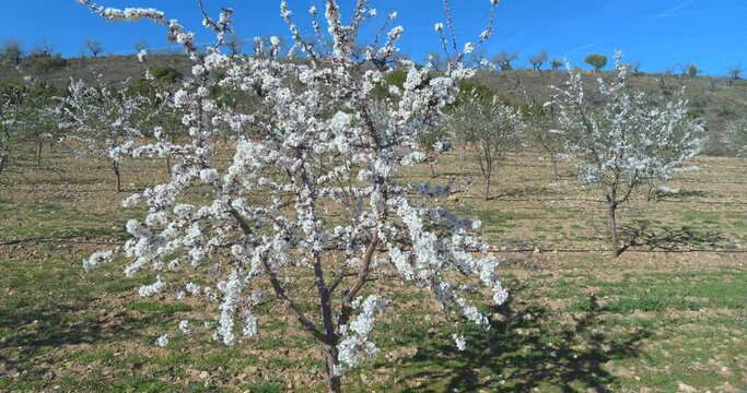 View lands of young almond trees in white flowers in spring, concept drone flight.
