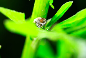 The gadfly, taken in the wild