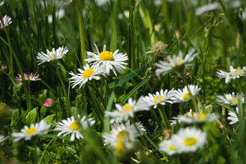 daisies in a field