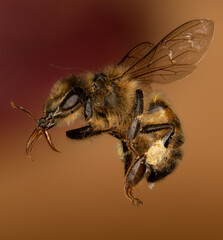 Bee