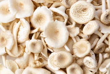 Background of fresh whole mushrooms, healthy food