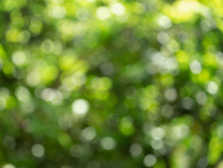 Fototapeta na wymiar Green bokeh out of focus background from nature forest