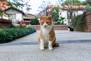 ねこ