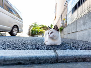 ねこ