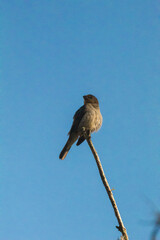 bird on a wire