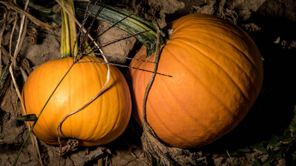 pumpkins in the garden