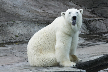 Polar bear stuck out his tongue. Funny emotions in animals