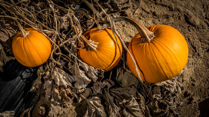 halloween pumpkin in a field