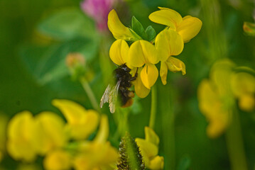 yellow flowers in the garden