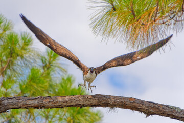 One of a series of five high speed images depicting an  Osprey (pandion haliaetus) launching itself into flight toward the camera, from a tall Florida Scrub Pine.