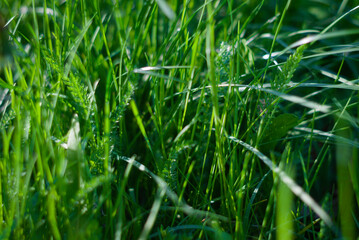 grass in the wind