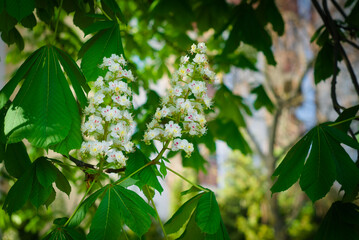 white flowers in the garden