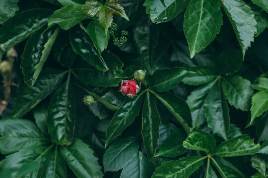 red undissolved flower against the background of dark green leaves