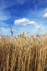 landscape os wheat field at south of Portugal