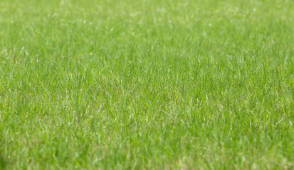 Fototapeta na wymiar Green lawn in the garden