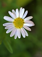 Closeup white petals common daisy flower plants in garden with soft focus and green leaf blurred background, macro image ,wallpaper ,for card design