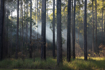 Morning in the forest. Fog is hanging between the trees and highlighted by the penetrating sun rays.
