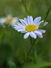 Obraz premium Closeup white petals common daisy flower plants in garden with soft focus and green leaf blurred background, macro image ,wallpaper ,for card design