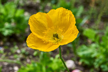 Close-up of a yellow Welsh poppy (Meconopsis cambrica)in the nature