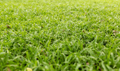 Green lawn in the garden