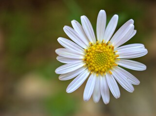Fototapeta premium Closeup white common daisy flowers in the garden with blurred background, macro image